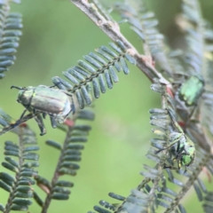 Diphucephala sp. (genus) at Kambah, ACT - 1 Jan 2024