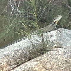 Intellagama lesueurii howittii (Gippsland Water Dragon) at Kambah, ACT - 1 Jan 2024 by Hejor1