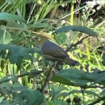 Zosterops lateralis (Silvereye) at Kambah, ACT - 1 Jan 2024 by Hejor1