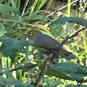 Zosterops lateralis at Kambah, ACT - 1 Jan 2024