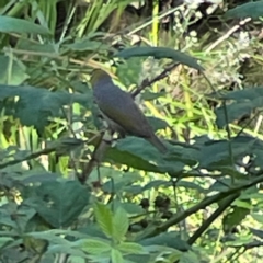 Zosterops lateralis at Kambah, ACT - 1 Jan 2024