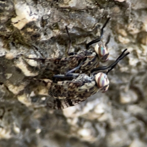 Euprosopia sp. (genus) at Kambah, ACT - 1 Jan 2024 05:41 PM