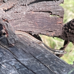 Eulamprus heatwolei (Yellow-bellied Water Skink) at Kambah, ACT - 1 Jan 2024 by Hejor1