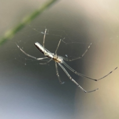 Tetragnatha sp. (genus) at Kambah, ACT - 1 Jan 2024