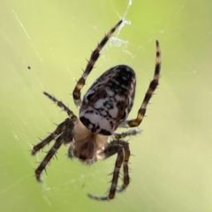 Plebs eburnus (Eastern bush orb-weaver) at Kambah, ACT - 1 Jan 2024 by Hejor1