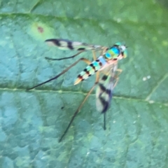 Heteropsilopus ingenuus (A long-legged fly) at Kambah, ACT - 1 Jan 2024 by Hejor1