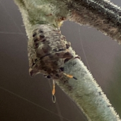 Unidentified Shield, Stink or Jewel Bug (Pentatomoidea) at Kambah, ACT - 1 Jan 2024 by Hejor1