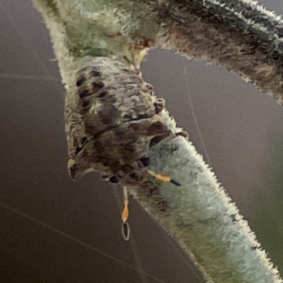 Pentatomidae (family) (Shield or Stink bug) at Kambah, ACT - 1 Jan 2024 by Hejor1
