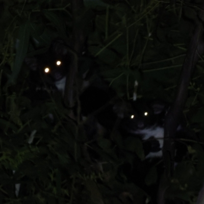 Petauroides volans (Southern Greater Glider) at Bondo State Forest - 29 Mar 2023 by brettguy80