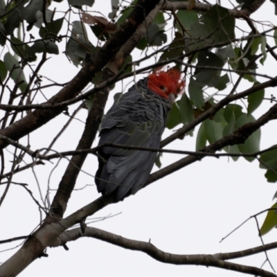 Callocephalon fimbriatum (Gang-gang Cockatoo) at Wee Jasper, NSW - 31 Dec 2023 by Wildlifewarrior80