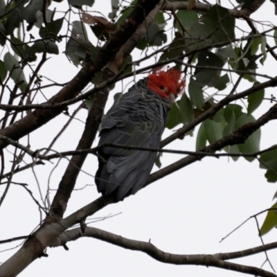 Callocephalon fimbriatum (Gang-gang Cockatoo) at Micalong Gorge - 30 Dec 2023 by brettguy80