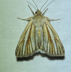 Heliocheilus cramboides (Whitebar Grass Moth) at Numeralla, NSW - 28 Dec 2023 by SteveBorkowskis