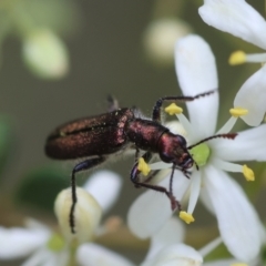 Eleale sp. (genus) (Clerid beetle) at Deakin, ACT - 28 Dec 2023 by LisaH