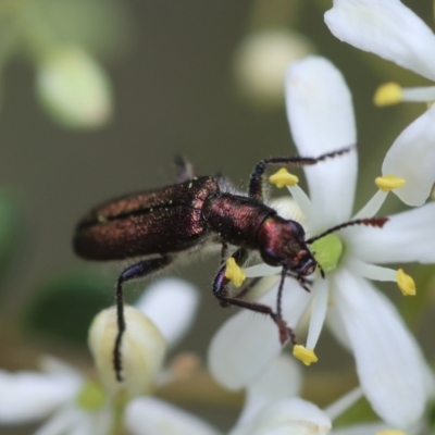 Eleale sp. (genus) (Clerid beetle) at Red Hill Nature Reserve - 28 Dec 2023 by LisaH