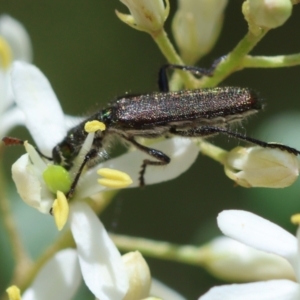 Eleale sp. (genus) at Red Hill Nature Reserve - 28 Dec 2023