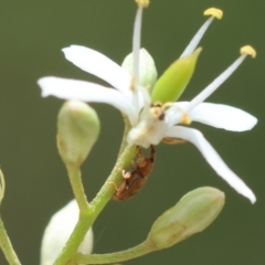 Epamoebus ziczac (Zigzag flower weevil) at Deakin, ACT - 28 Dec 2023 by LisaH