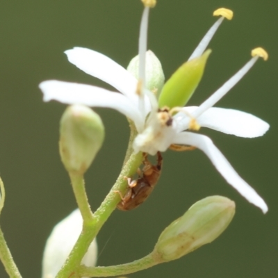 Epamoebus ziczac (Zigzag flower weevil) at Deakin, ACT - 28 Dec 2023 by LisaH