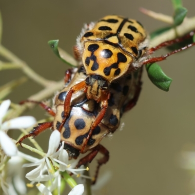 Neorrhina punctata (Spotted flower chafer) at Deakin, ACT - 28 Dec 2023 by LisaH