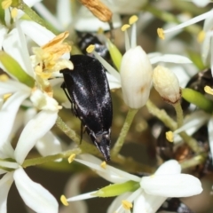 Mordella sp. (genus) (Pintail or tumbling flower beetle) at Red Hill Nature Reserve - 28 Dec 2023 by LisaH