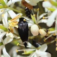 Mordella sp. (genus) at Red Hill Nature Reserve - 28 Dec 2023