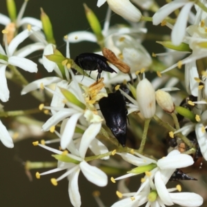 Mordella sp. (genus) at Red Hill Nature Reserve - 28 Dec 2023