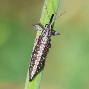 Rhinotia adelaidae at Hughes, ACT - suppressed