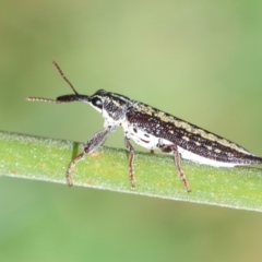 Rhinotia adelaidae at Hughes, ACT - 30 Dec 2023