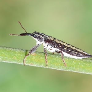 Rhinotia adelaidae at Hughes, ACT - 30 Dec 2023