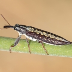 Rhinotia adelaidae at Hughes, ACT - 30 Dec 2023