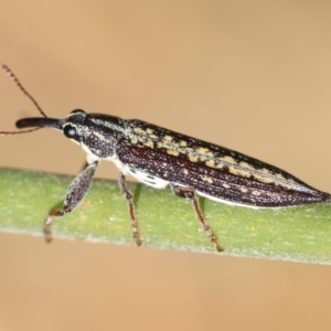 Rhinotia adelaidae at Hughes, ACT - 30 Dec 2023