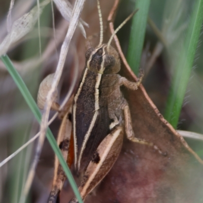 Phaulacridium vittatum (Wingless Grasshopper) at Hughes, ACT - 31 Dec 2023 by LisaH
