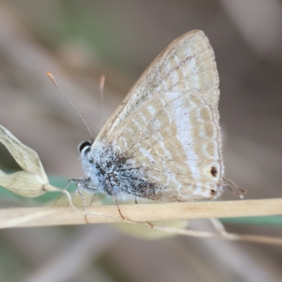 Lampides boeticus (Long-tailed Pea-blue) at Hughes, ACT - 31 Dec 2023 by LisaH