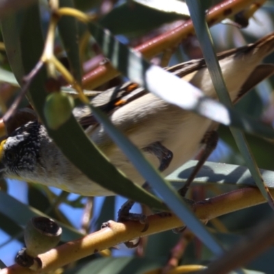 Pardalotus striatus (Striated Pardalote) at Hughes Grassy Woodland - 30 Dec 2023 by LisaH