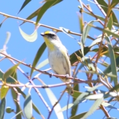 Pardalotus striatus at Red Hill to Yarralumla Creek - 30 Dec 2023