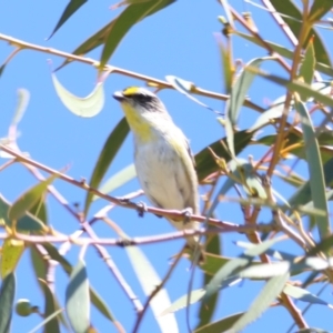 Pardalotus striatus at Red Hill to Yarralumla Creek - 30 Dec 2023 11:00 AM