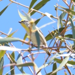 Pardalotus striatus at Red Hill to Yarralumla Creek - 30 Dec 2023