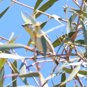 Pardalotus striatus at Red Hill to Yarralumla Creek - 30 Dec 2023 11:00 AM