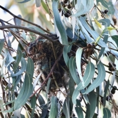 Philemon corniculatus (Noisy Friarbird) at Hughes Grassy Woodland - 29 Dec 2023 by LisaH