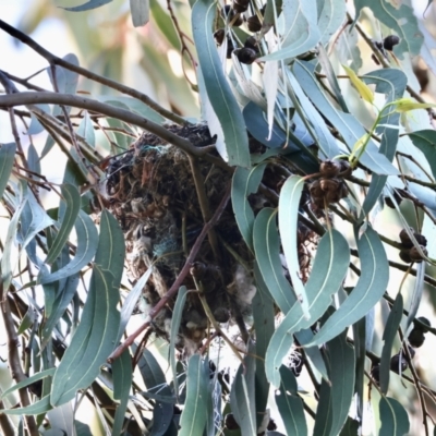 Philemon corniculatus (Noisy Friarbird) at Hughes Grassy Woodland - 29 Dec 2023 by LisaH