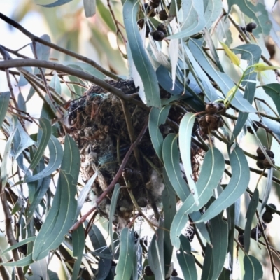 Philemon corniculatus (Noisy Friarbird) at Red Hill to Yarralumla Creek - 29 Dec 2023 by LisaH