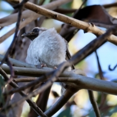 Philemon corniculatus at Deakin, ACT - 29 Dec 2023