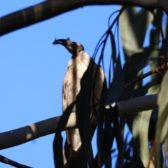 Philemon corniculatus at Deakin, ACT - 29 Dec 2023