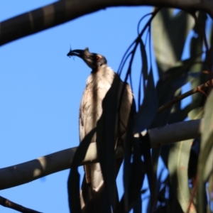 Philemon corniculatus at Deakin, ACT - 29 Dec 2023