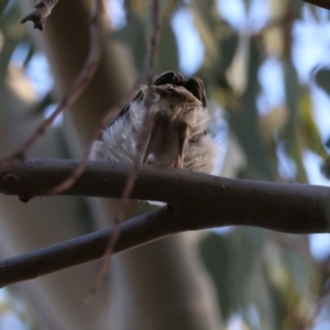 Philemon corniculatus at Deakin, ACT - 29 Dec 2023