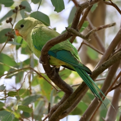 Polytelis swainsonii (Superb Parrot) at Red Hill Nature Reserve - 28 Dec 2023 by LisaH