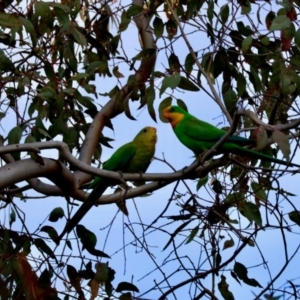 Polytelis swainsonii at Red Hill Nature Reserve - 28 Dec 2023