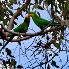 Polytelis swainsonii at Red Hill Nature Reserve - 28 Dec 2023