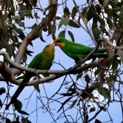 Polytelis swainsonii at Red Hill Nature Reserve - 28 Dec 2023