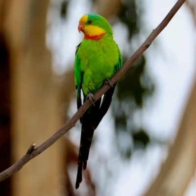 Polytelis swainsonii (Superb Parrot) at Hughes Grassy Woodland - 31 Dec 2023 by LisaH