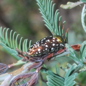 Diphucrania leucosticta at Berridale, NSW - suppressed